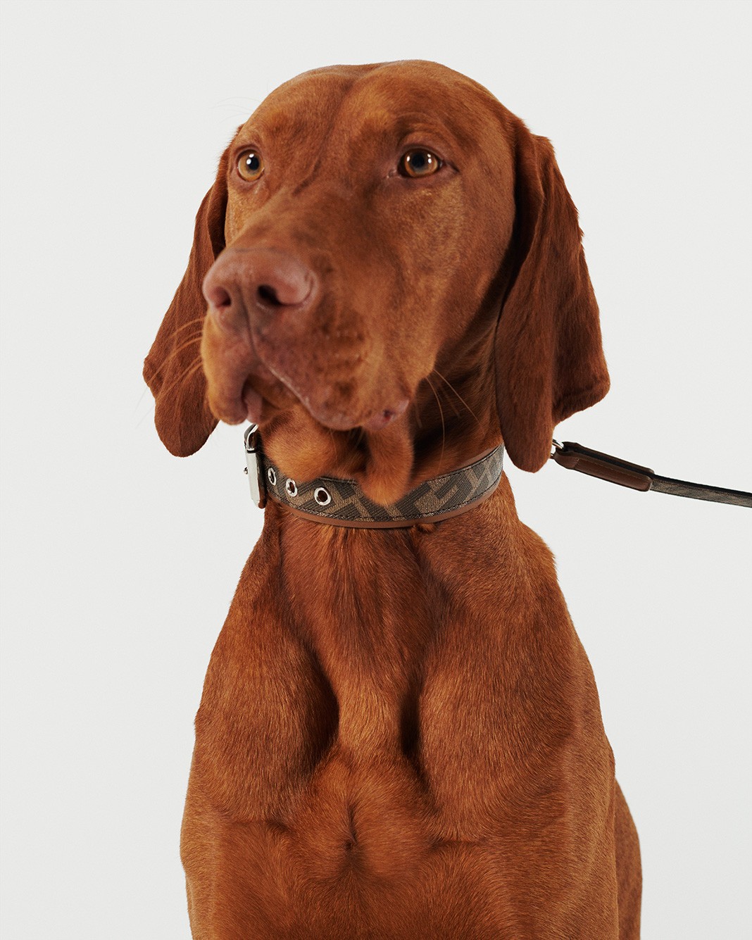 Коллекция Fendi Pet Travel Line Leash Fendi Pet Travel Line Leash