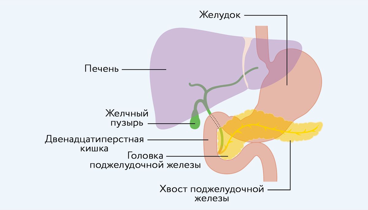 Положение поджелудочной железы относительно других внутренних органов Положение поджелудочной железы относительно других внутренних органов, фото 1