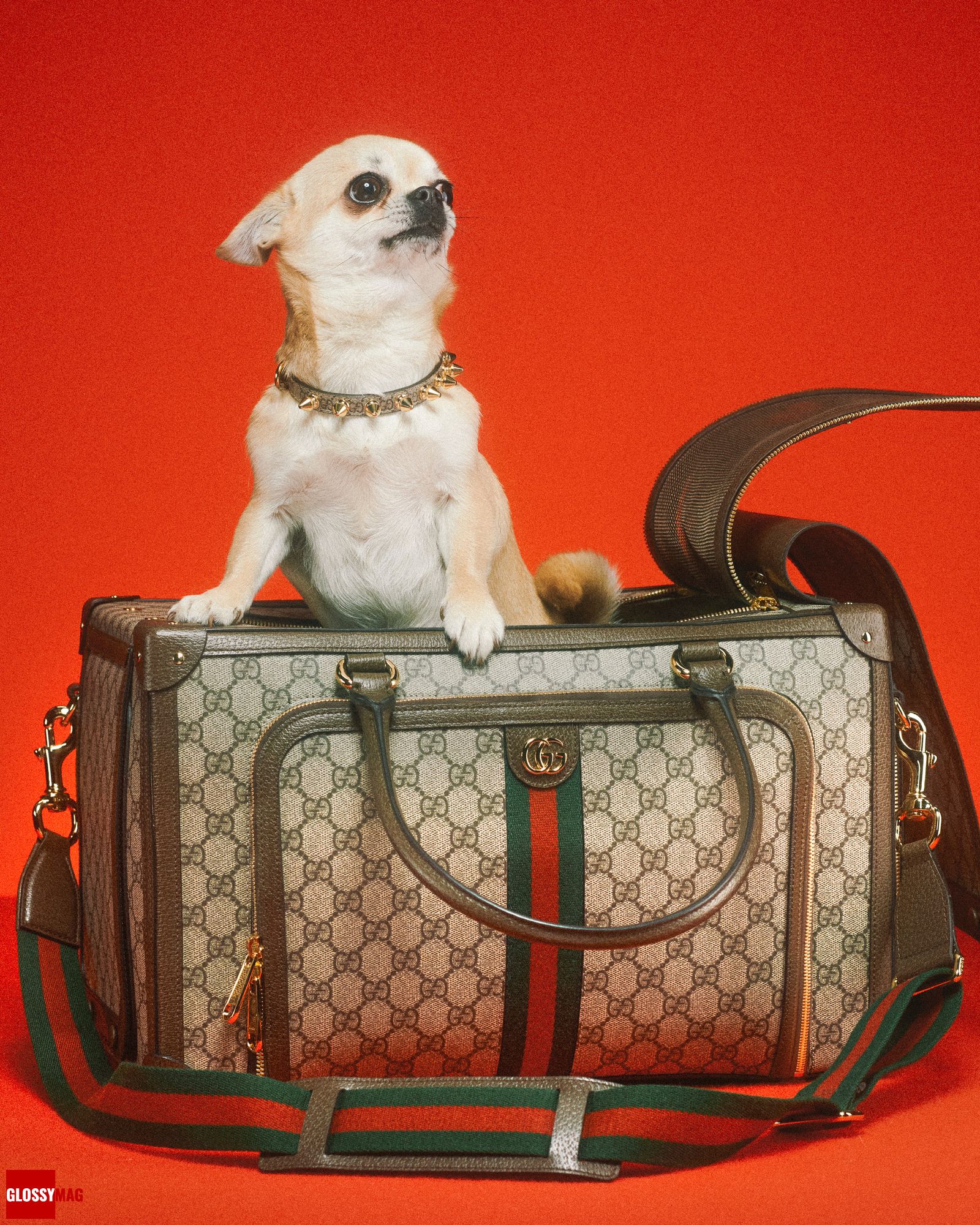 Коллекция Gucci Pet для собак и кошек, фото 1 Алессандро Микеле представил коллекцию Gucci Pet для собак и кошек, фото 1
