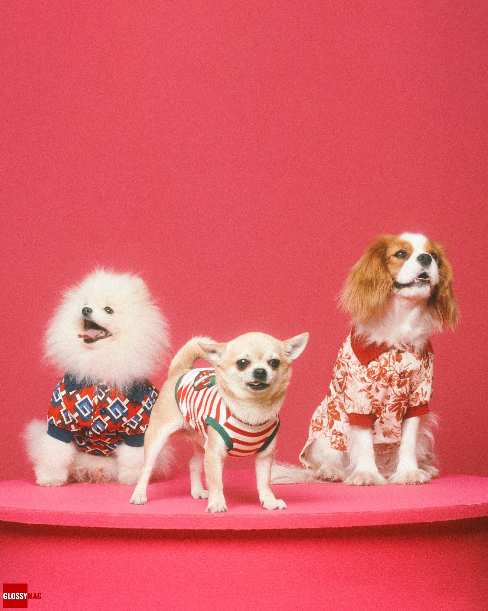 Коллекция Gucci Pet для собак и кошек, фото 2 Алессандро Микеле представил коллекцию Gucci Pet для собак и кошек, фото 2
