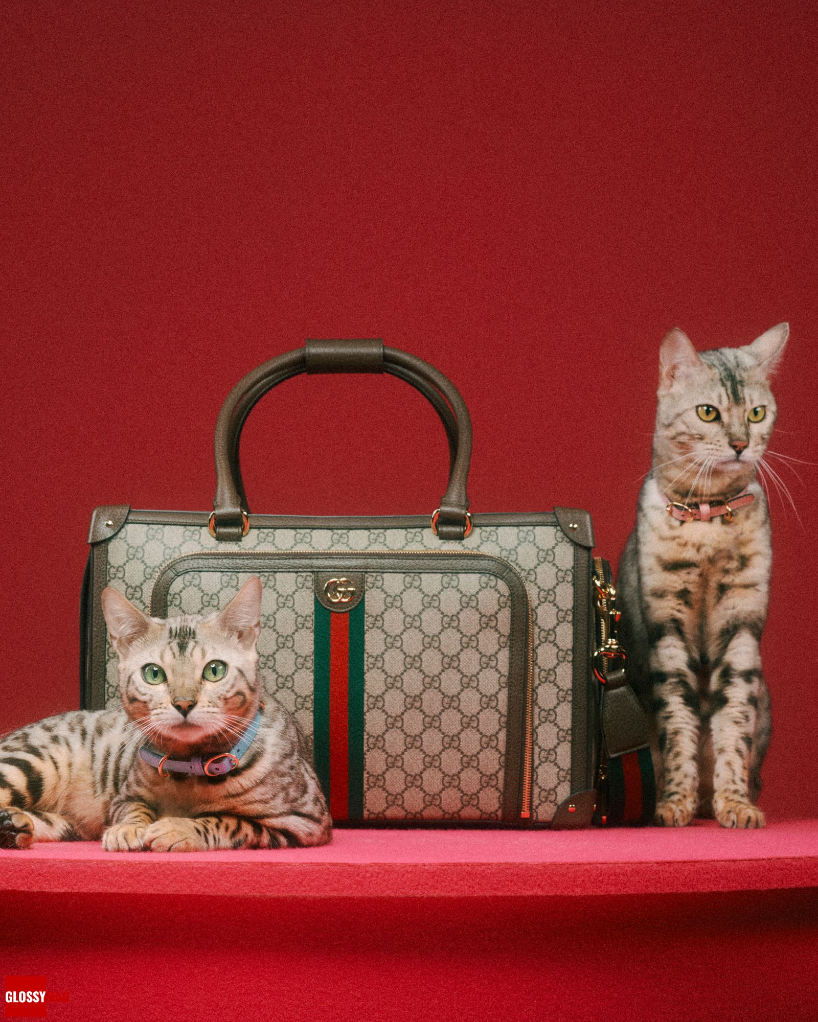 Коллекция Gucci Pet для собак и кошек, фото 3 Алессандро Микеле представил коллекцию Gucci Pet для собак и кошек, фото 3