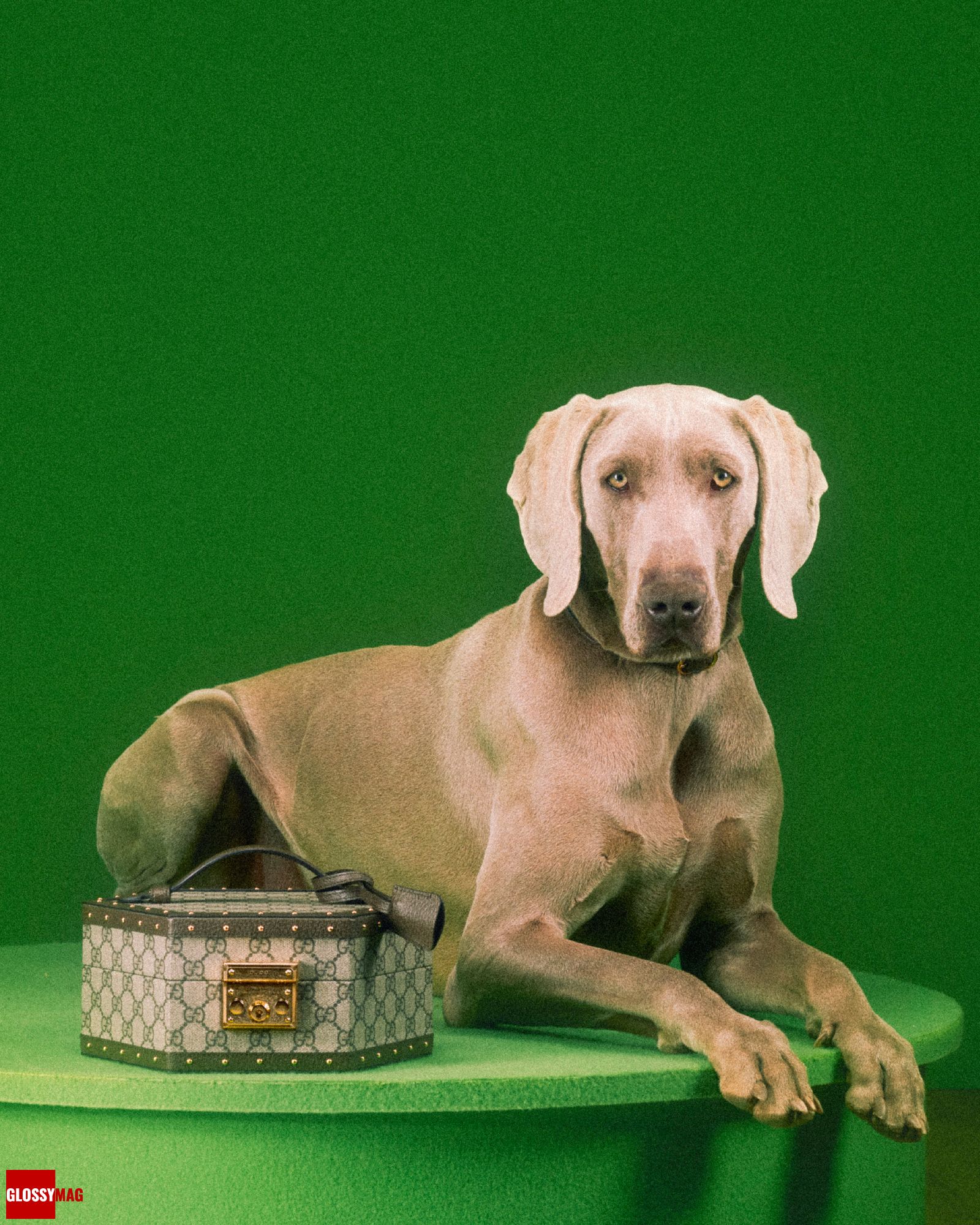 Коллекция Gucci Pet для собак и кошек, фото 4 Алессандро Микеле представил коллекцию Gucci Pet для собак и кошек, фото 4