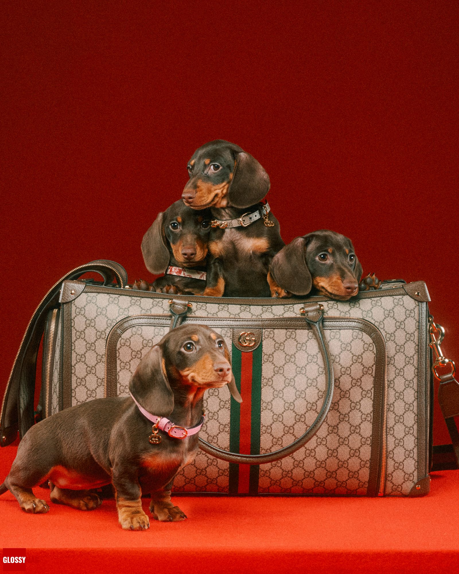 Коллекция Gucci Pet для собак и кошек, фото 5 Алессандро Микеле представил коллекцию Gucci Pet для собак и кошек, фото 5