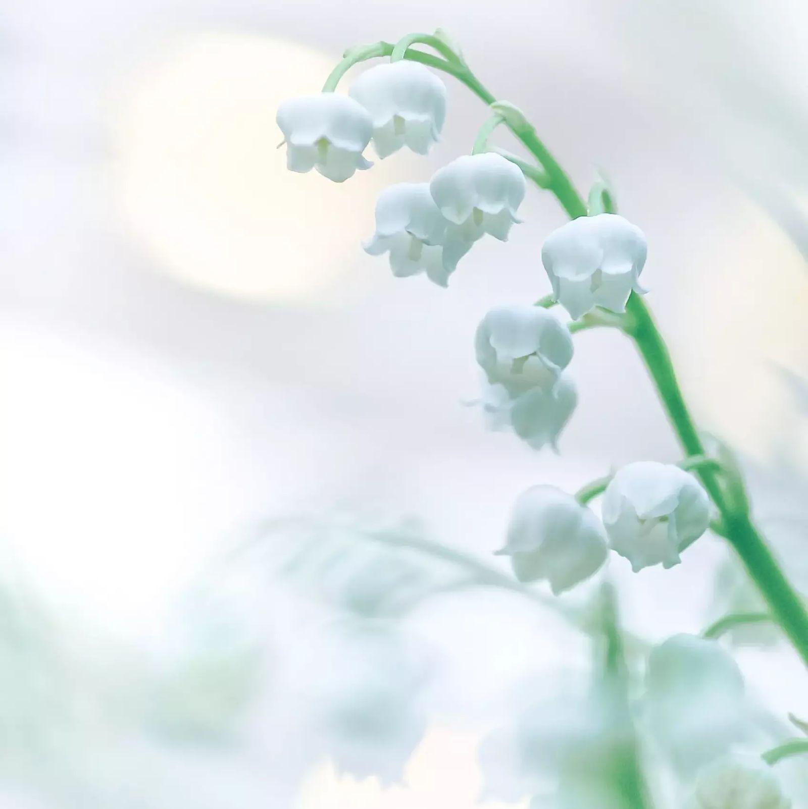 Guerlain, парфюмерная вода Le Muguet Millésime, фото 3