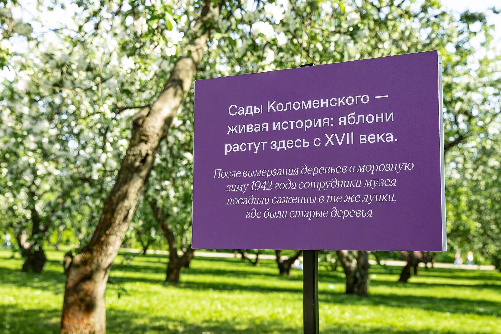 Фотопроект в честь знаменитых яблоневых садов музея-заповедника «Коломенское», фото 2 Фотопроект в честь яблоневых садов музея-заповедника «Коломенское», фото 2