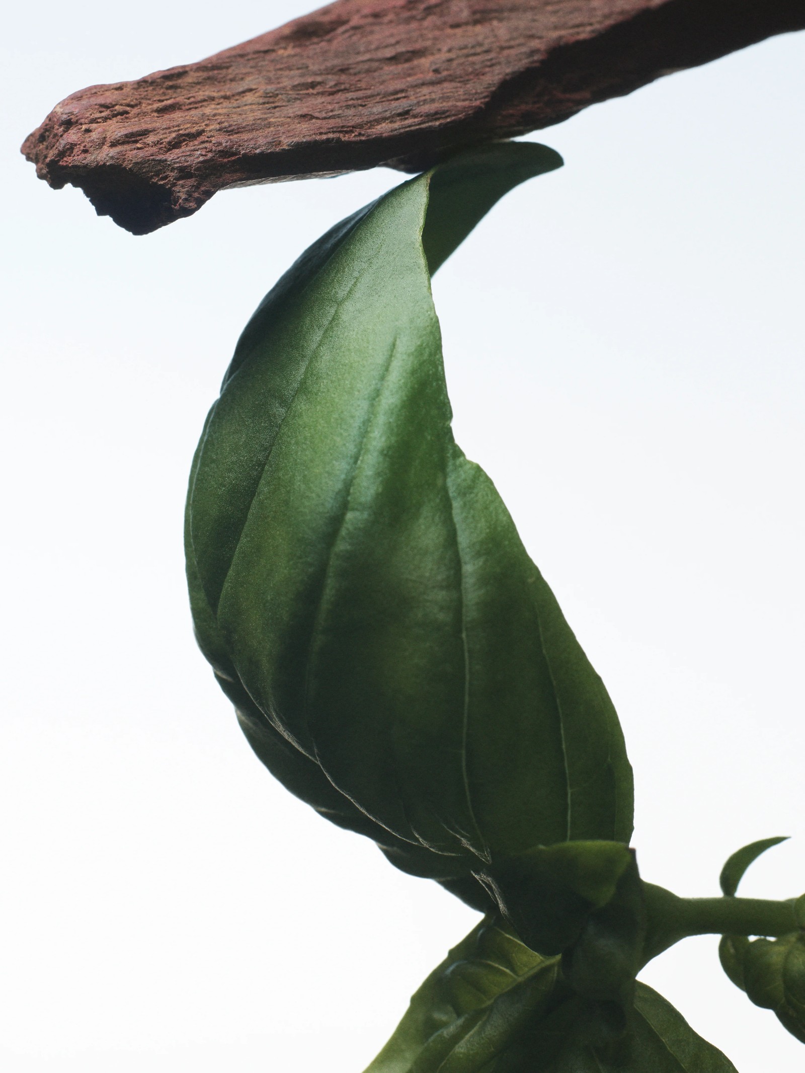 Dries Van Noten, аромат Crazy Basil Аромат Crazy Basil от Дриса Ван Нотена