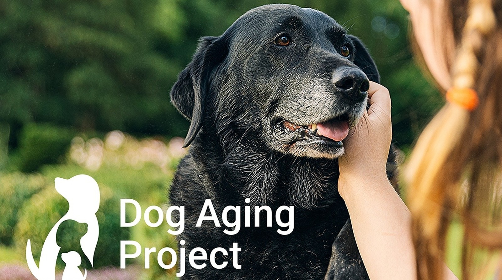 Увеличение продолжительности качественной жизни собак: Dog Aging Project Как продлить жизнь собаке: Dog Aging Project