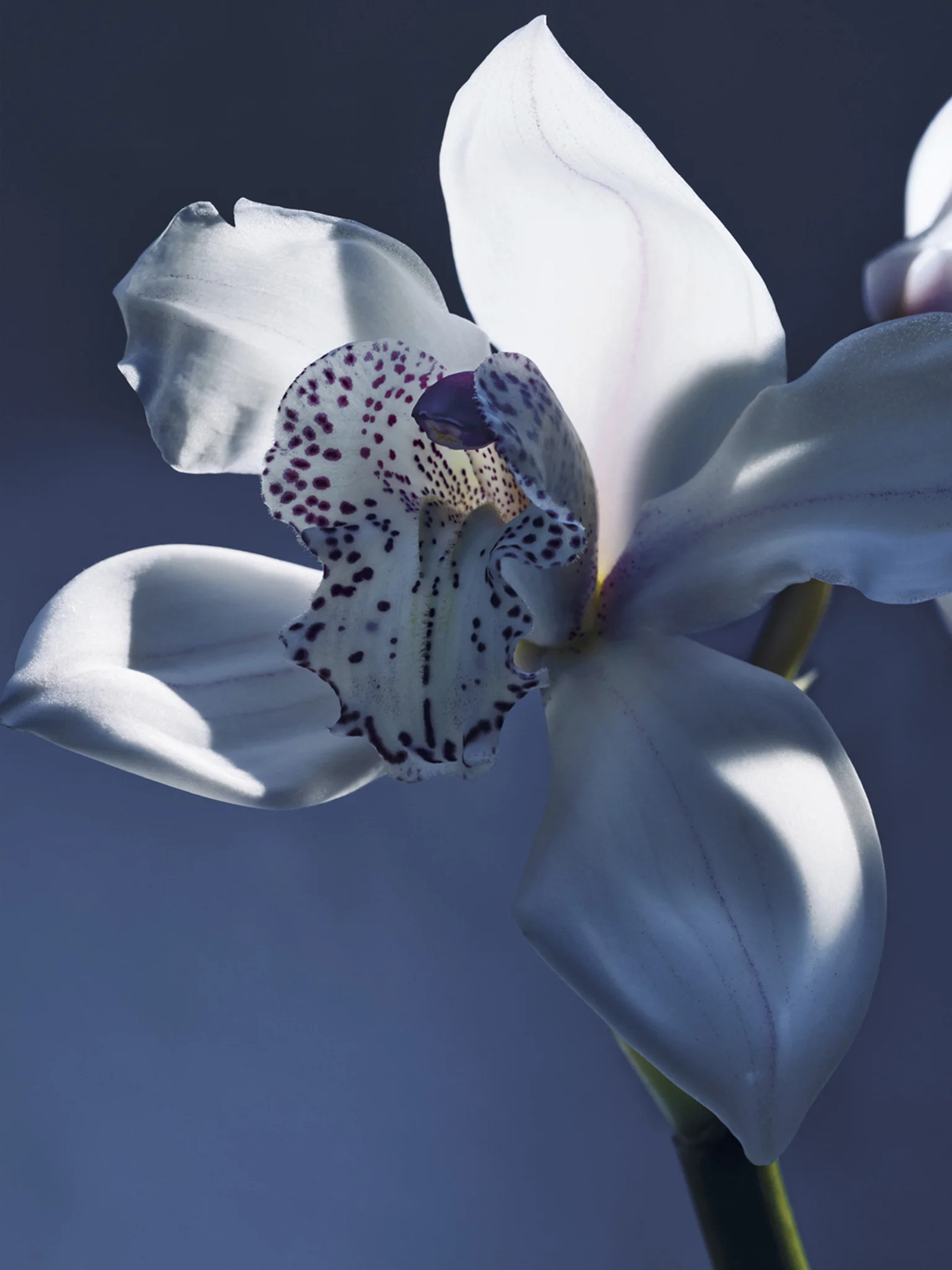 Chloé, новый аромат Orchidée de Minuit Аромат Orchidée de Minuit от Клоэ